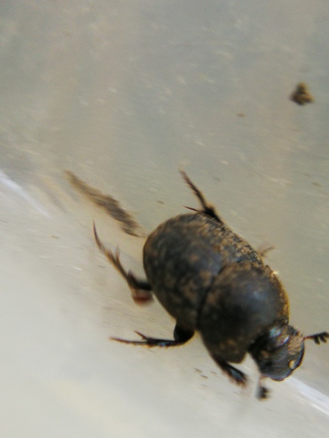 Onthophagus ovatus - apró trágyatúró