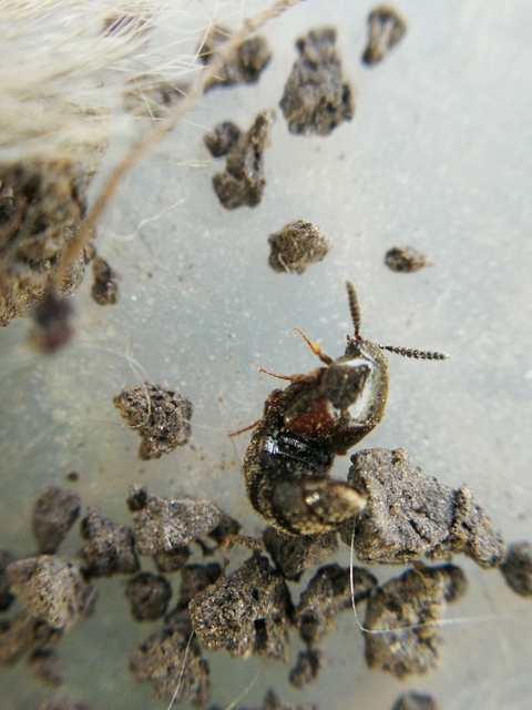 Aleochara curtula - nagy fürkészholyva