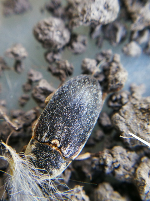 Dermestes frischii - nyakszegélyes porva Dermestes frischii - nyakszegélyes porva