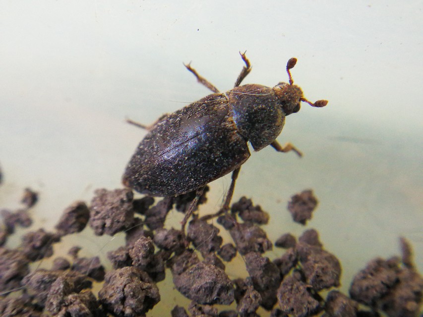 Dermestes frischii - nyakszegélyes porva Dermestes frischii - nyakszegélyes porva