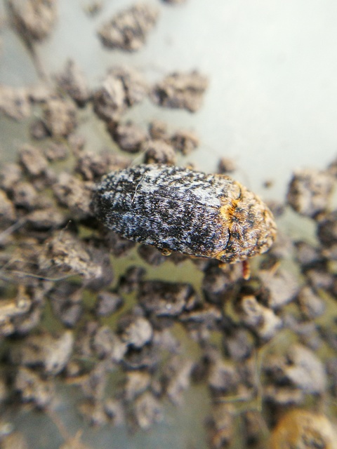 Dermestes undulatus - márványos porva Dermestes undulatus - márványos porva