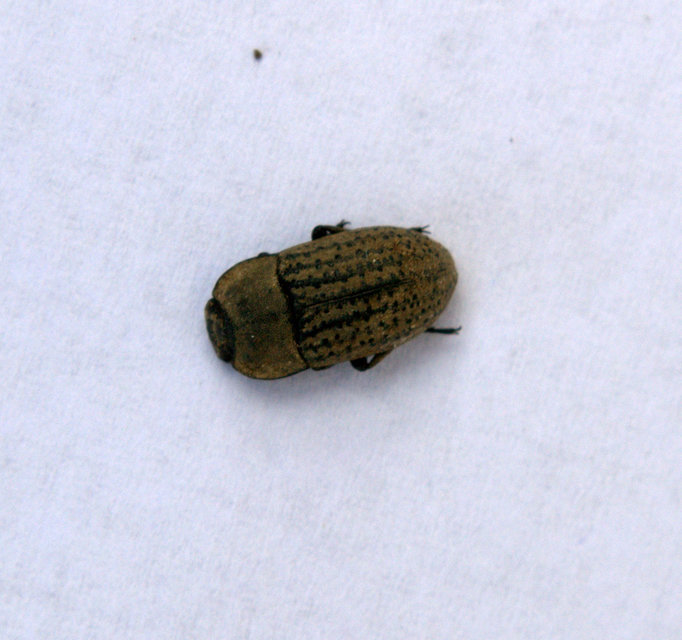 Opatrum sabulosum - sároshátú gyászbogár