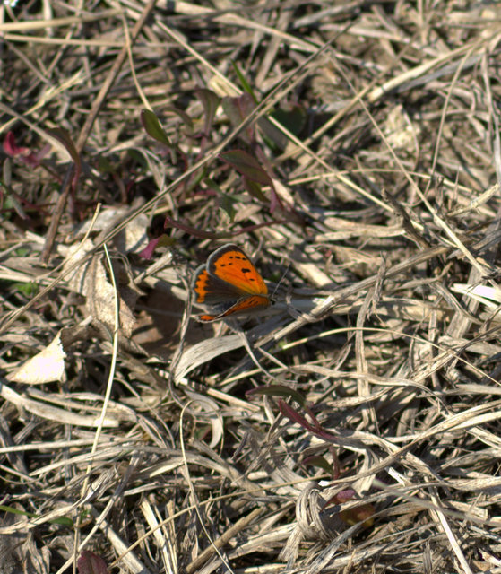 Lycaena phlaeas - közönséges tűzlepke