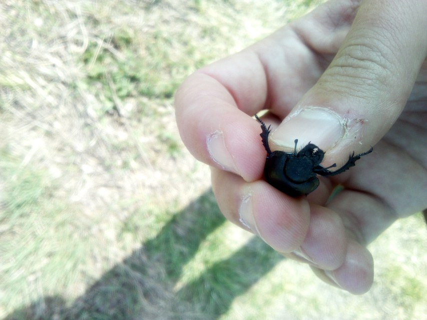 Lethrus apterus - nagyfejű csajkó