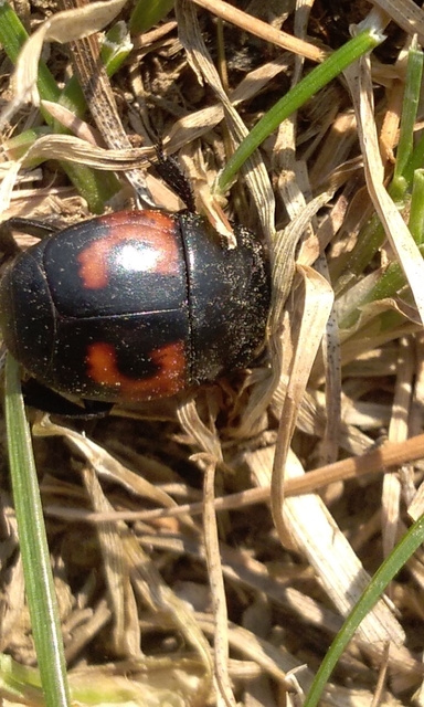 Hister quadrimaculatus - közönséges sutabogár
