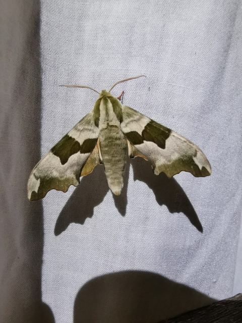 Mimas tiliae - hársfaszender