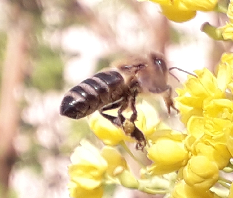 Apis mellifera - háziméh