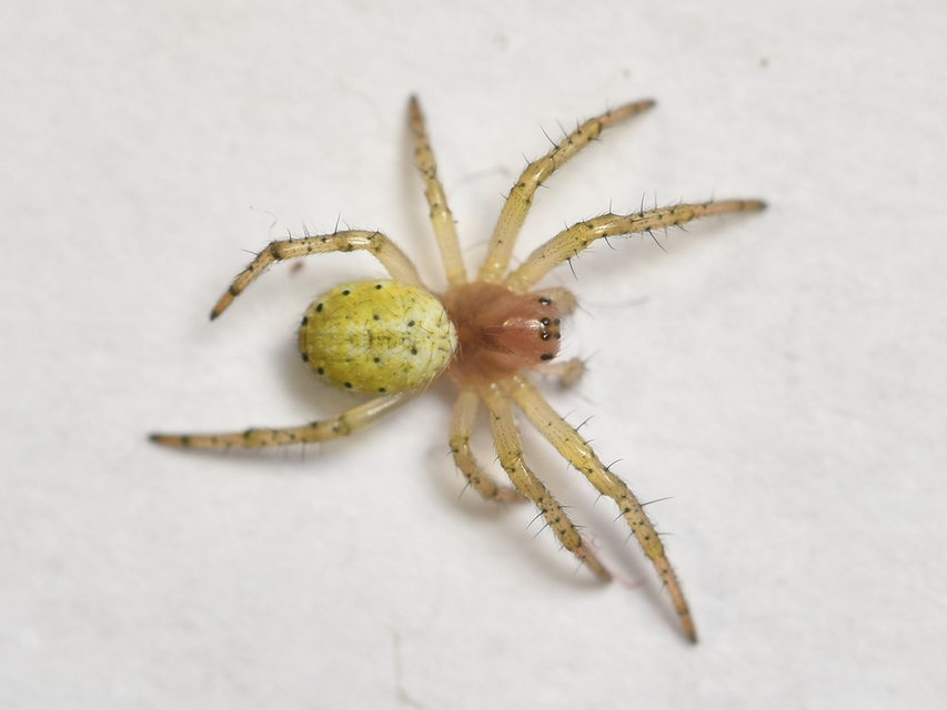 Araniella