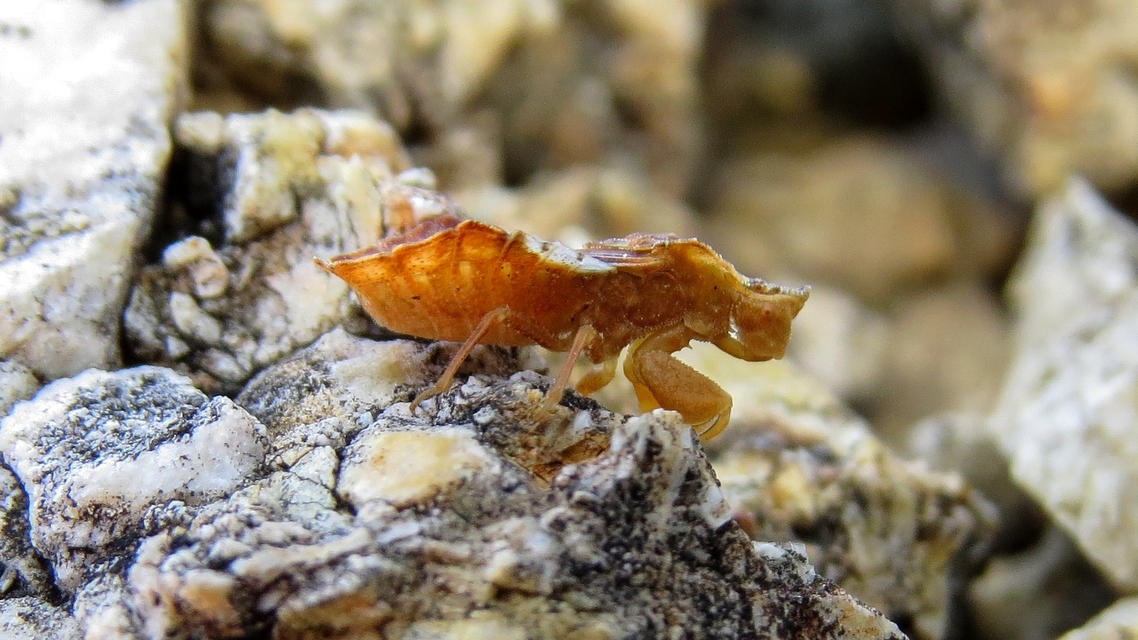 Phymata crassipes - fogólábú poloska
