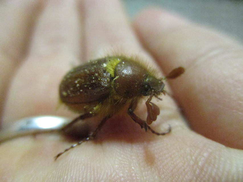 Holochelus aequinoctialis - tavaszeleji cserebogár