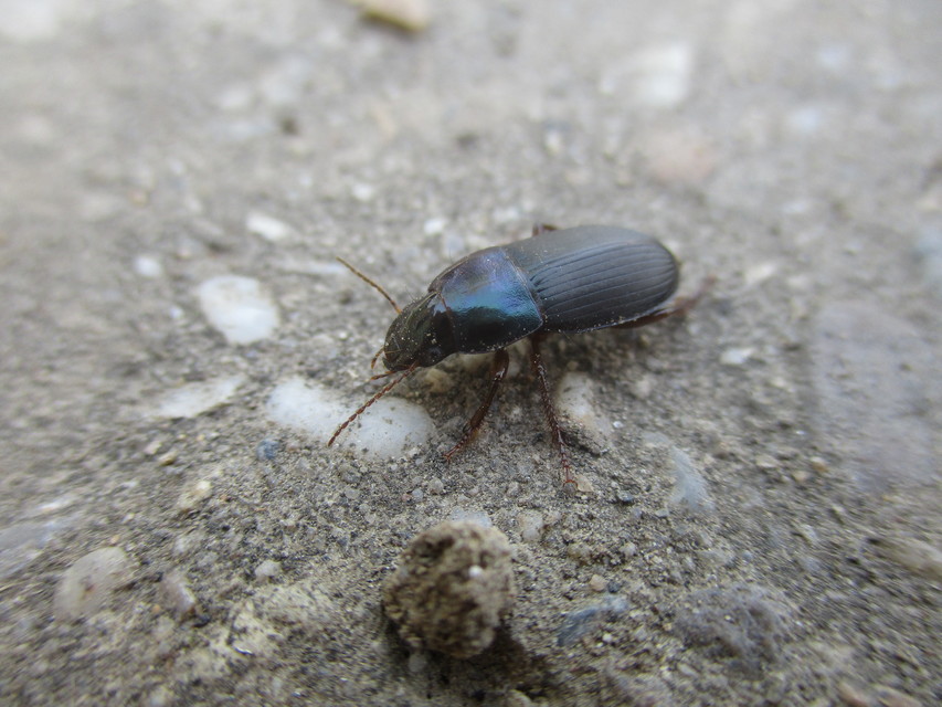 Harpalus caspius - keleti lomhafutó