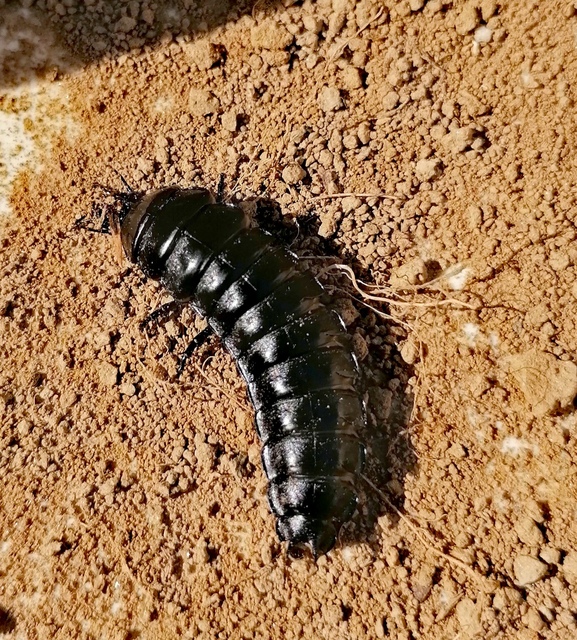 Carabus coriaceus - bőrfutrinka