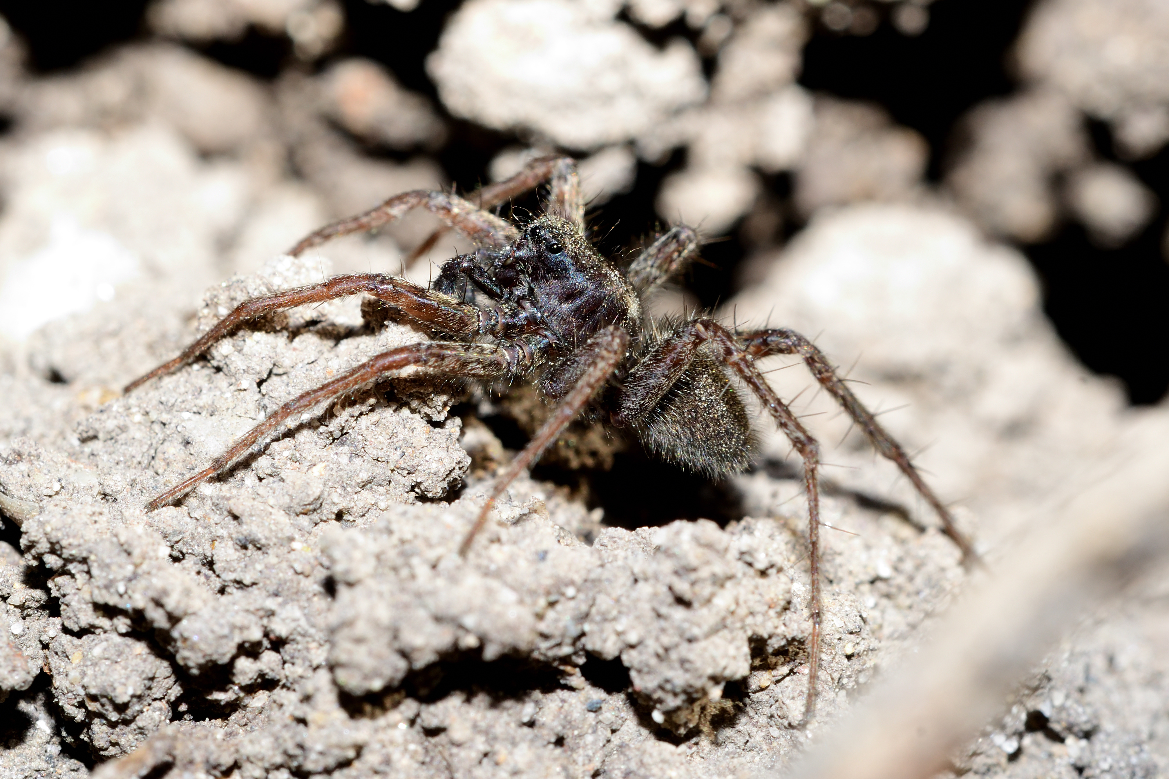 Pardosa palustris