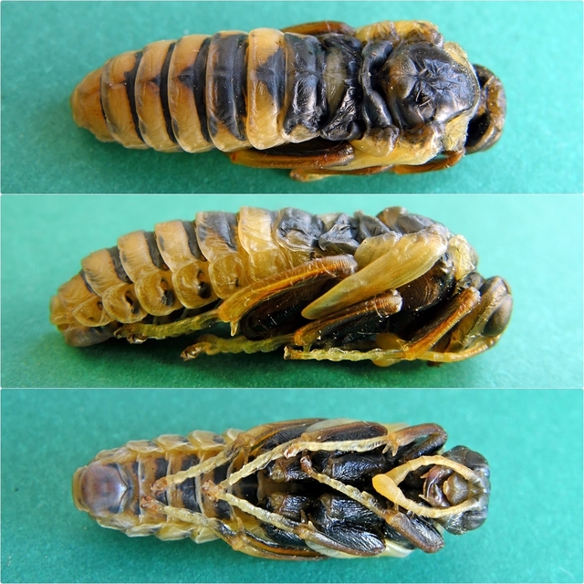 Palaeocimbex quadrimaculatus