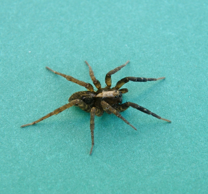Lycosidae - farkaspókok
