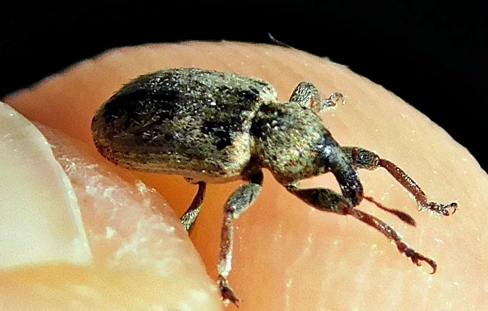 Hypera