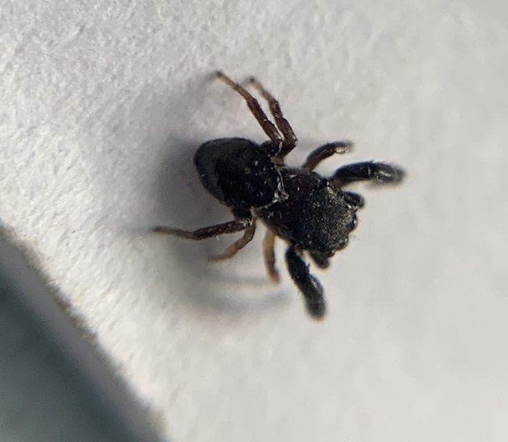 Sibianor aurocinctus