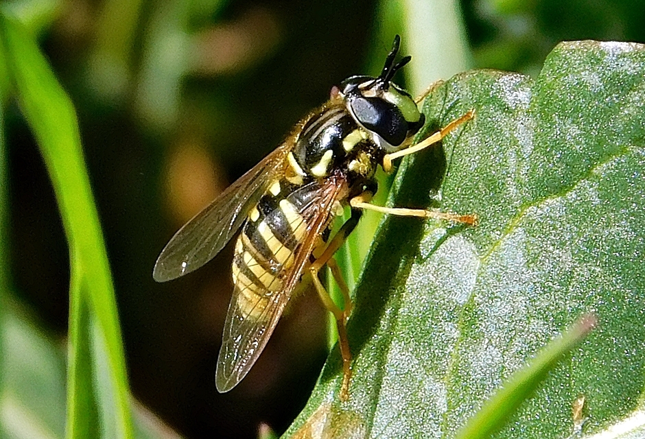 Chrysotoxum
