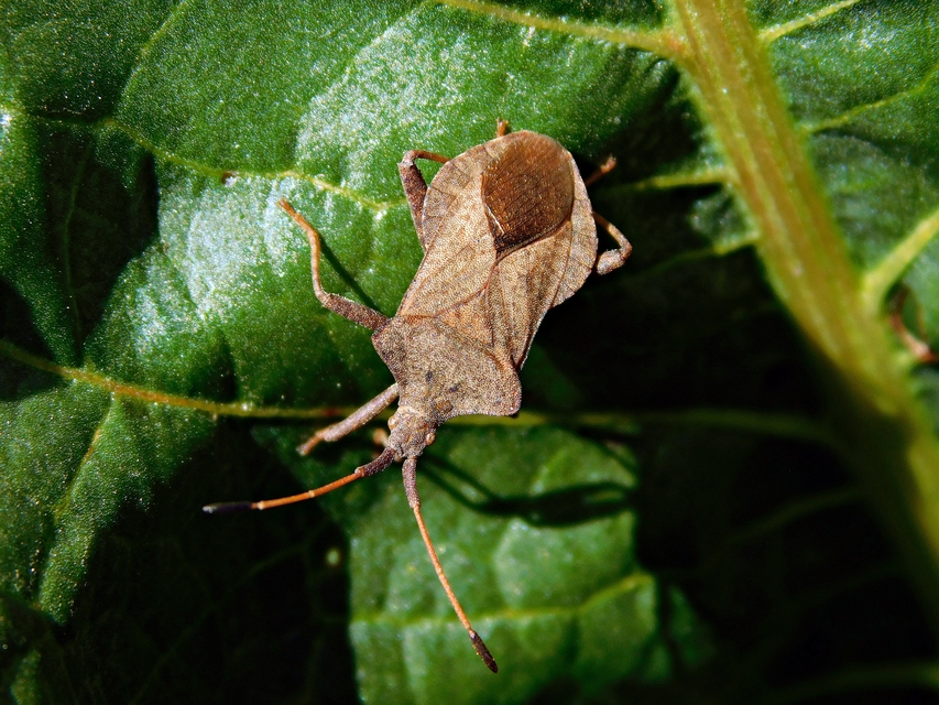 Coreus marginatus - közönséges karimáspoloska