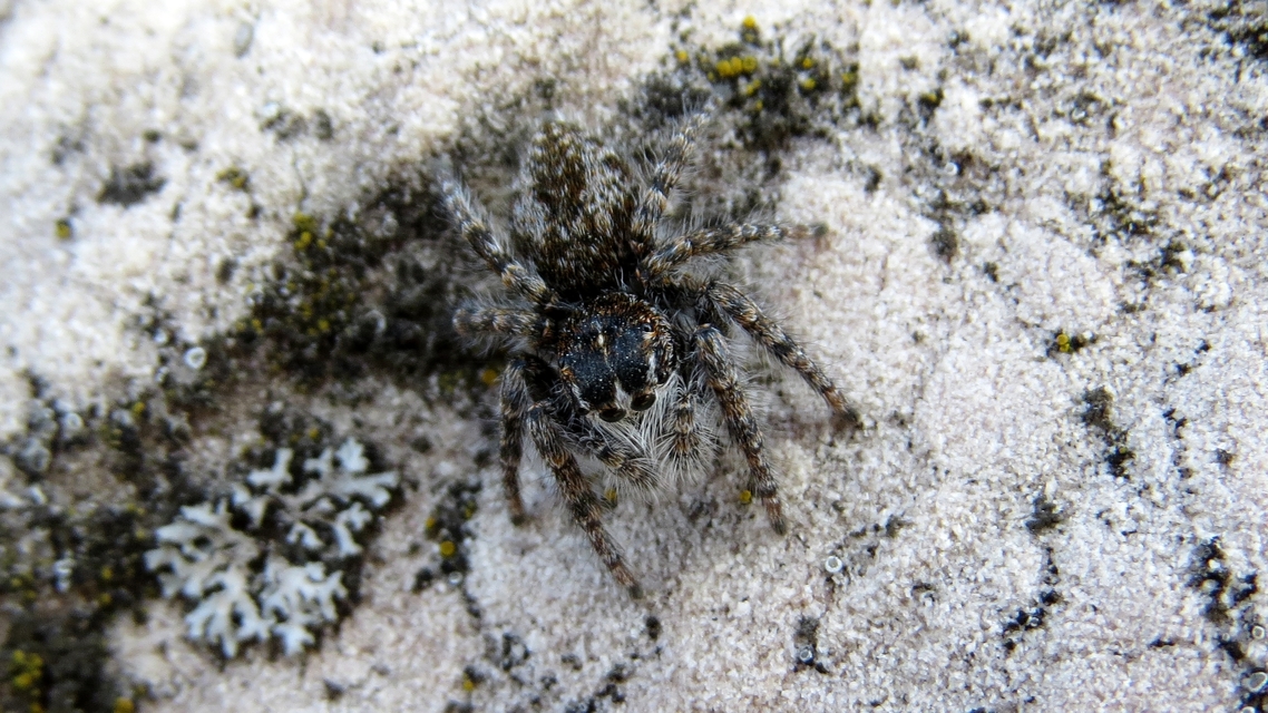 Philaeus chrysops - piros ugrópók