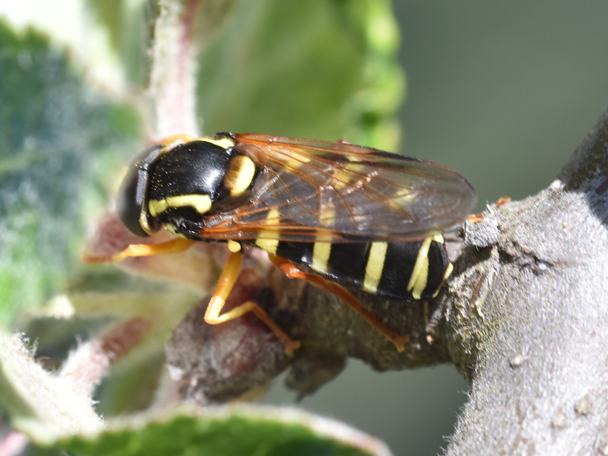 Xanthogramma citrofasciatum - korai oldalsávoslégy