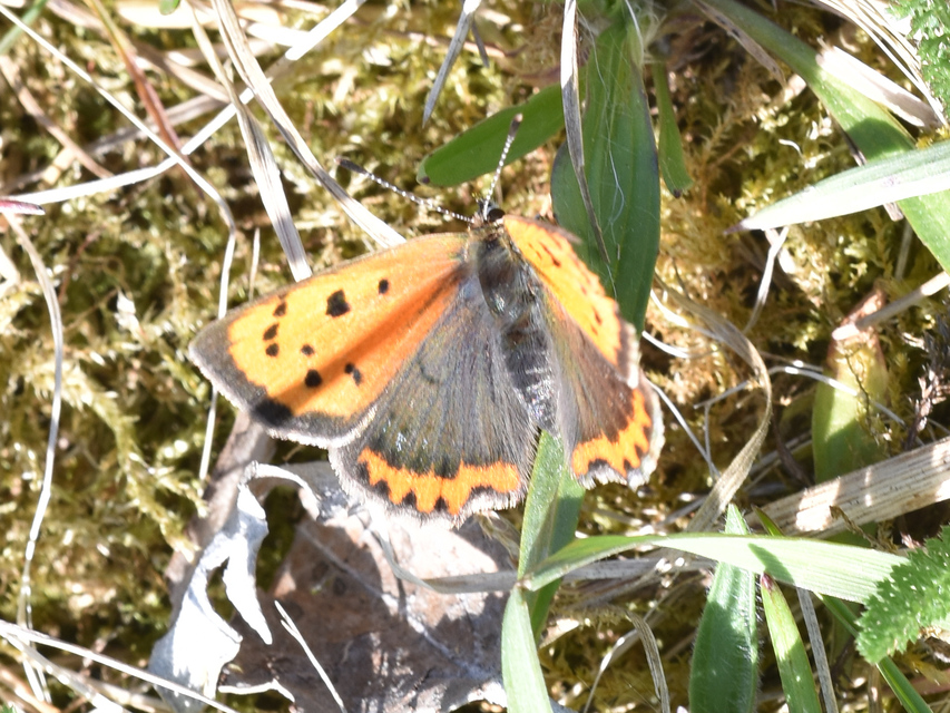 Lycaena phlaeas - közönséges tűzlepke