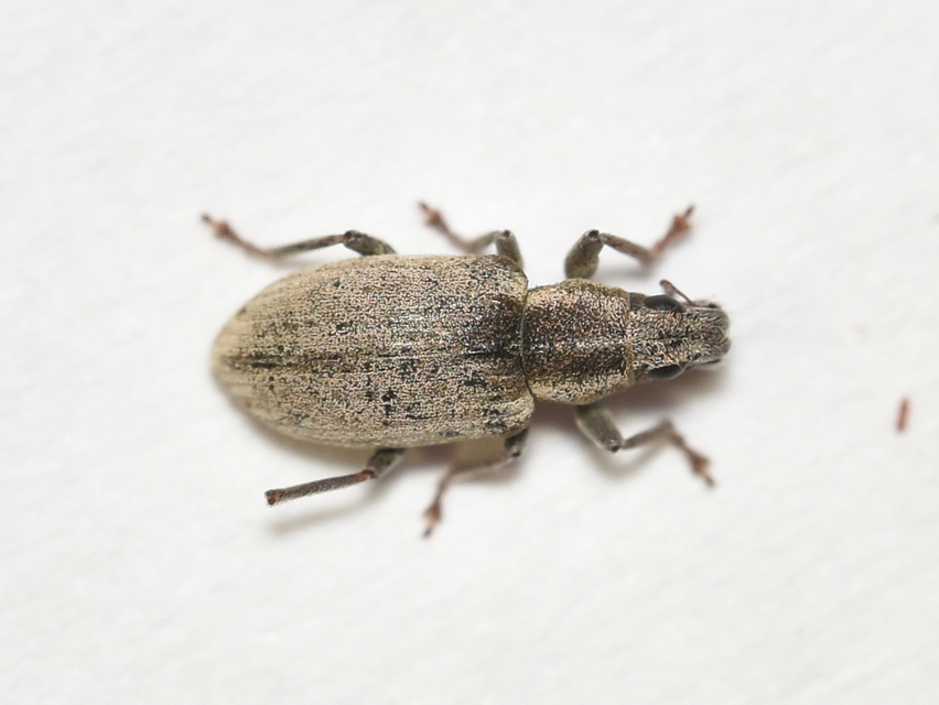 Sitona humeralis - lucerna-csipkézőbogár