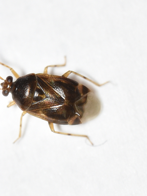 Deraeocoris lutescens - sárgás mezeipoloska