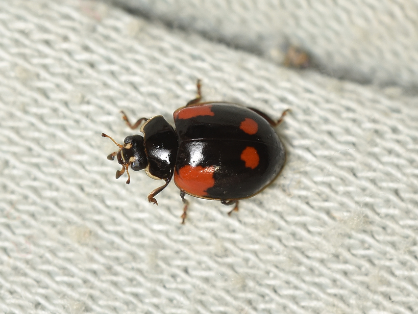 Adalia bipunctata - kétpettyes katica