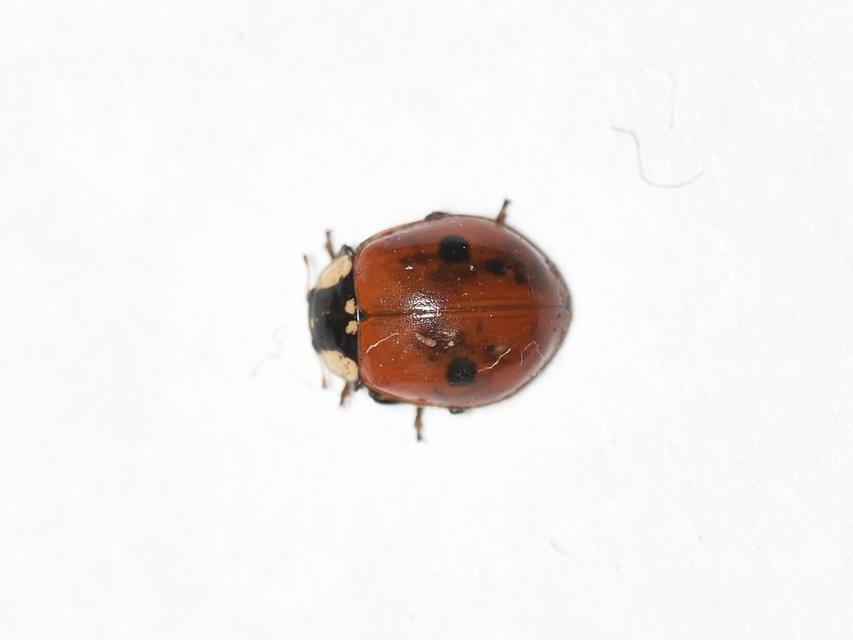 Adalia bipunctata - kétpettyes katica