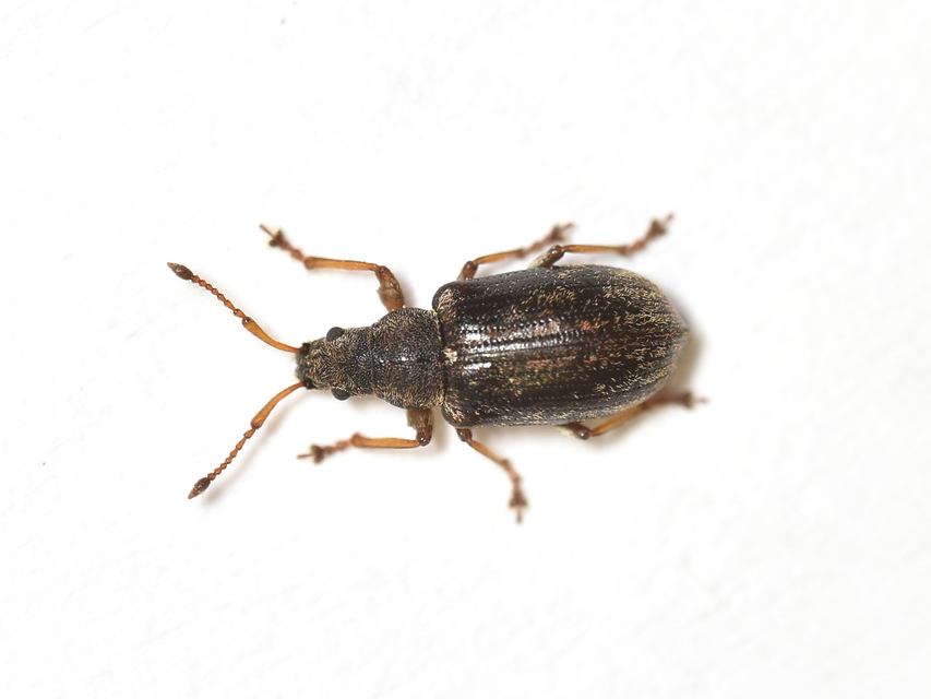 Phyllobius pyri - gyümölcsfa-levélormányos