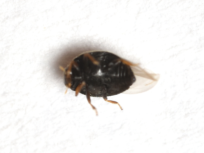 Stethorus pusillus - atkász bödice