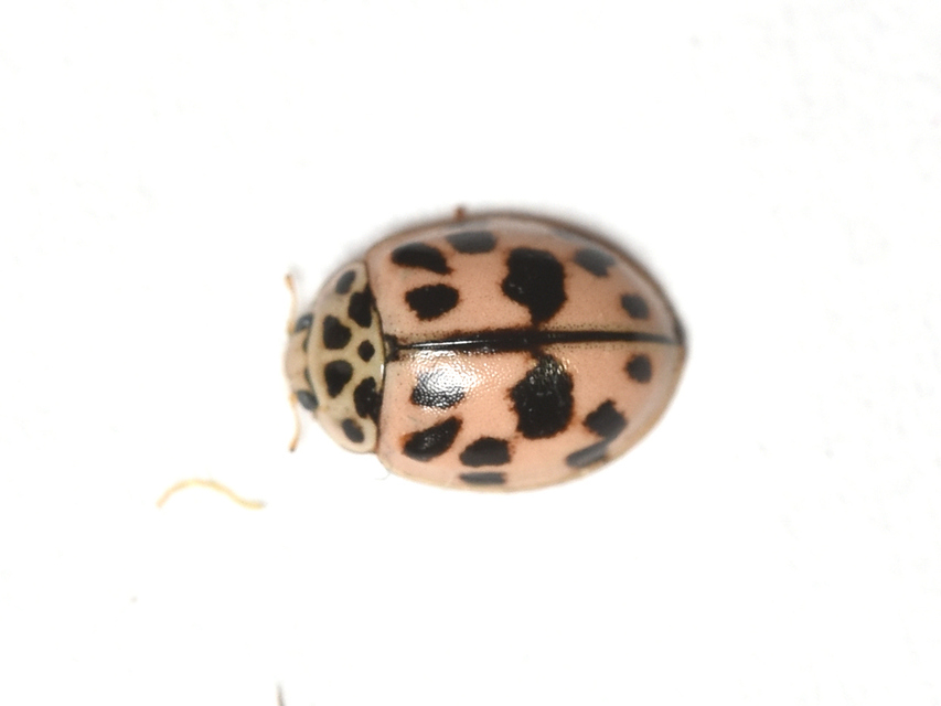 Oenopia conglobata - rózsás katica