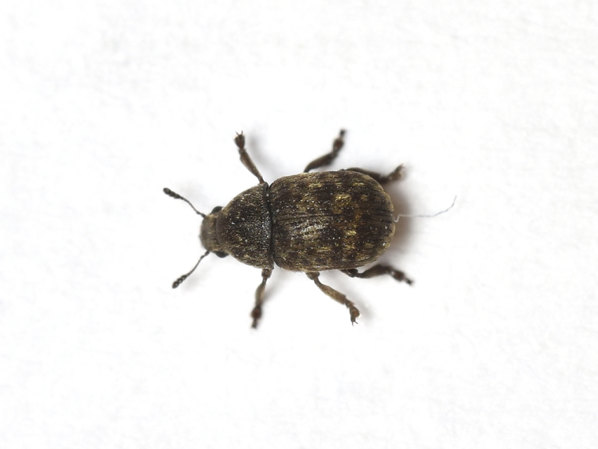 Anthribus nebulosus - ködfoltos pajzstetvész-orrosbogár