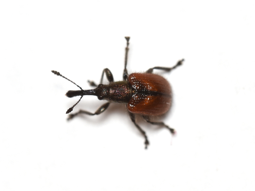 Tatianaerhynchites aequatus - piros kökényeszelény
