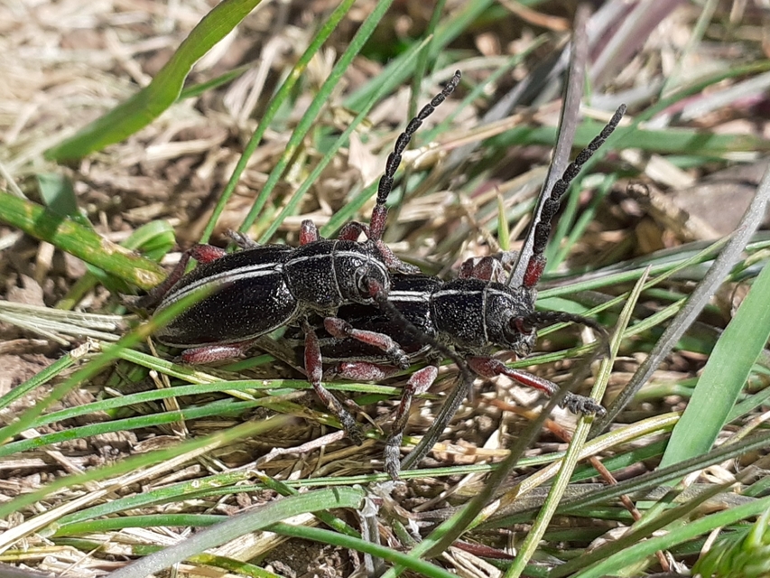 Dorcadion pedestre - kétsávos gyalogcincér