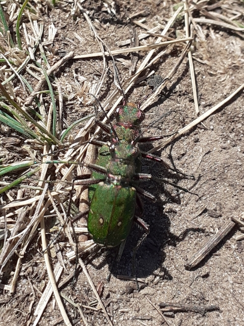 Cicindela campestris - mezei homokfutrinka