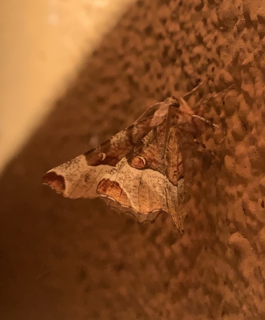 Selenia tetralunaria - négyfoltos holdasaraszoló
