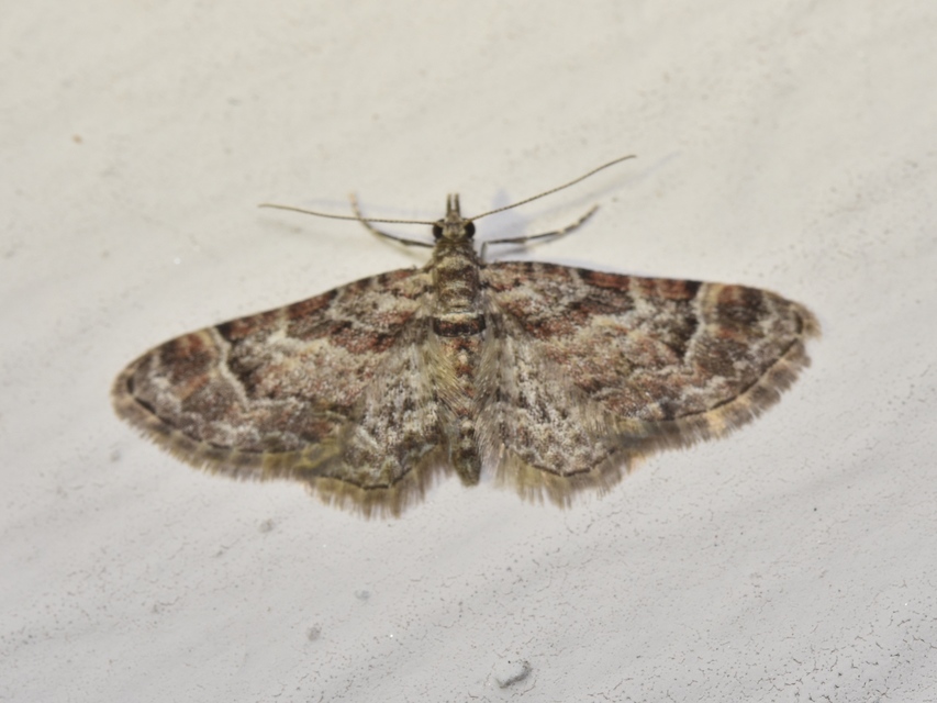 Gymnoscelis rufifasciata - vöröscsíkos törpearaszoló