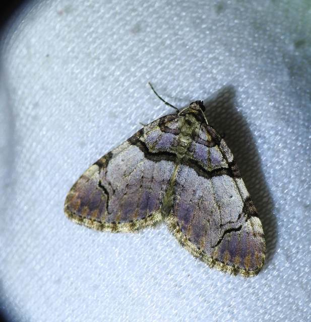 Anticlea derivata - vadrózsa-tarkaaraszoló
