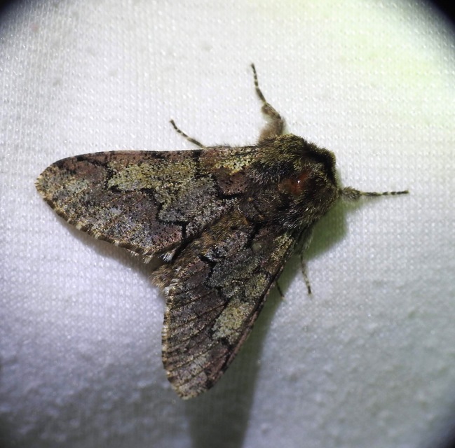 Biston strataria - barnapettyes araszoló
