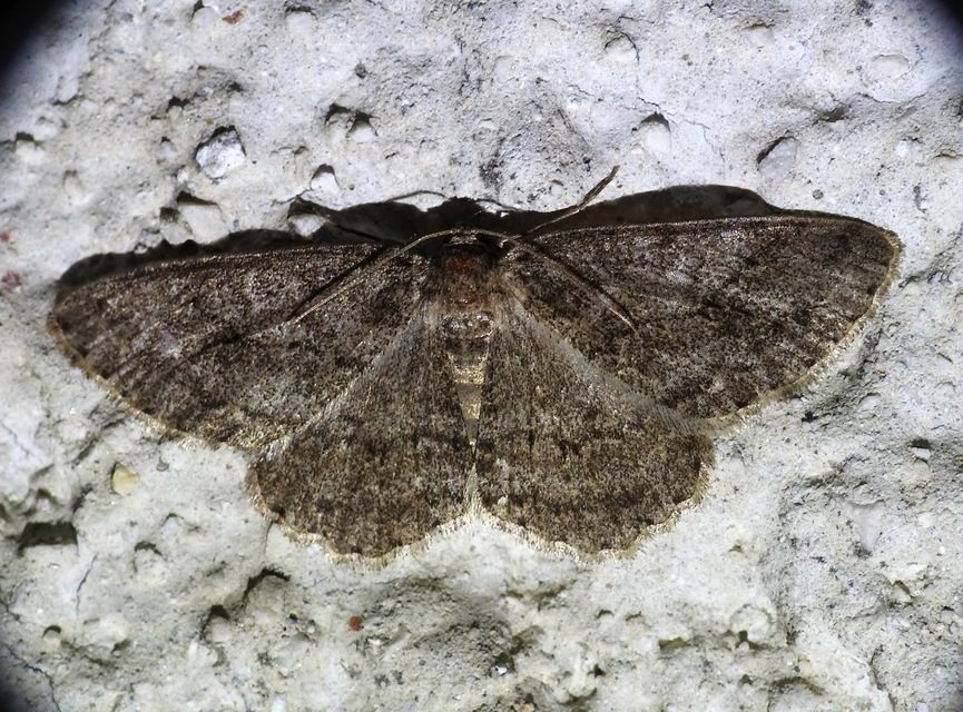 Ectropis crepuscularia - avararaszoló