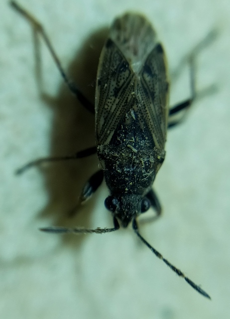 Peritrechus gracilicornis - vékonycsápú feketésbodobács