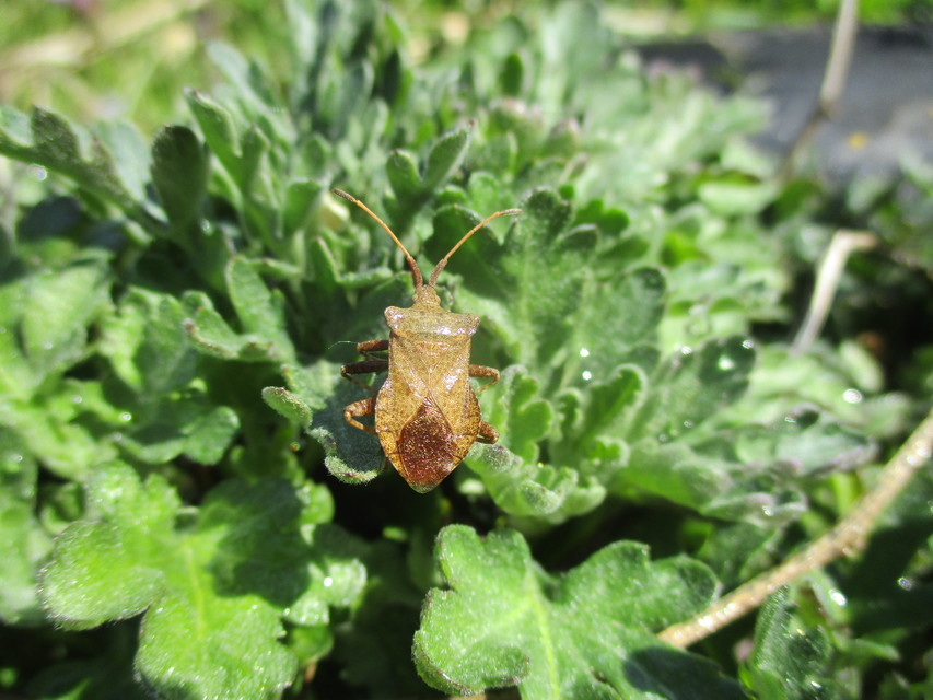 Coreus marginatus - közönséges karimáspoloska