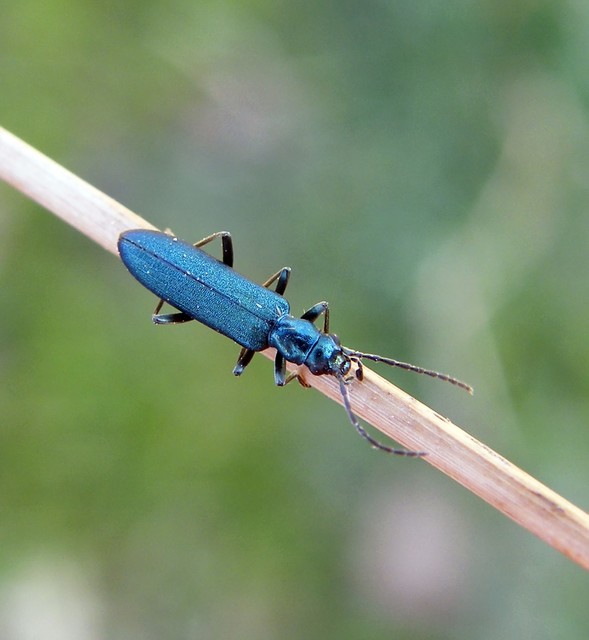 Oedemeridae - álcincérfélék
