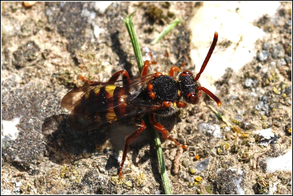 Nomada