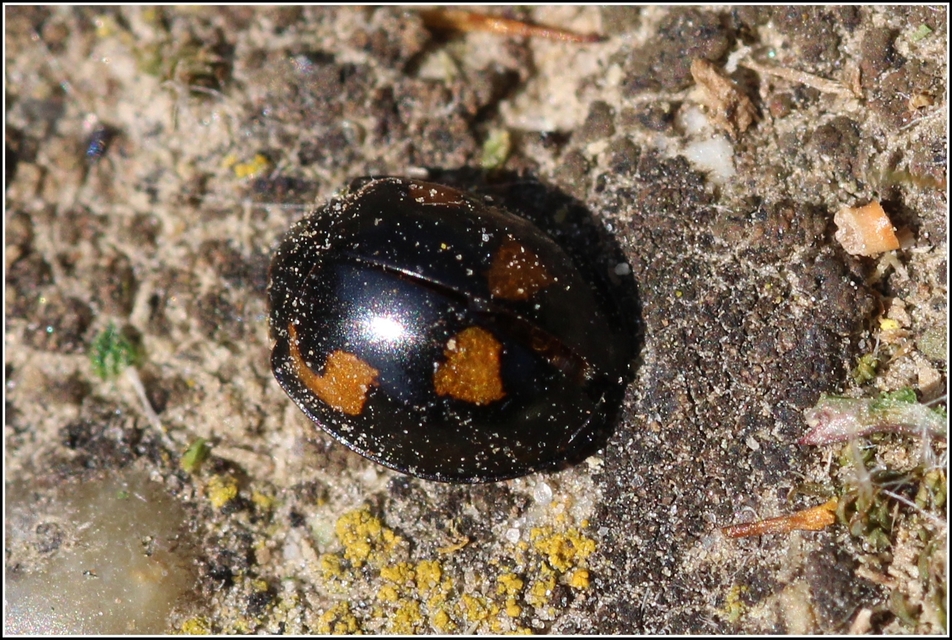 Exochomus quadripustulatus - négyfoltos szerecsenkata
