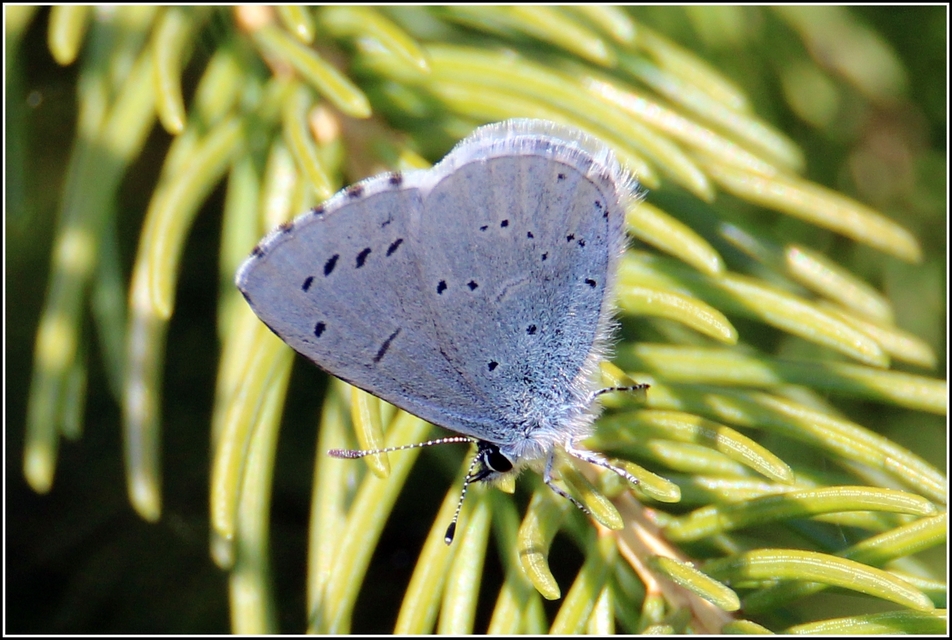 Celastrina argiolus - bengeboglárka