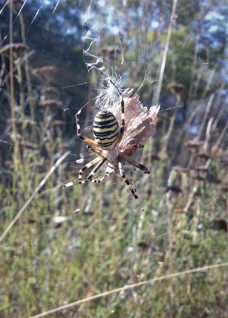 Argiope bruennichi - darázspók