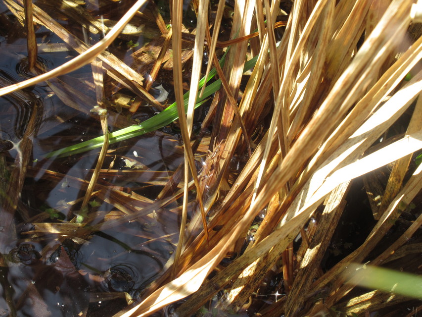 Dolomedes plantarius/fimbriatus